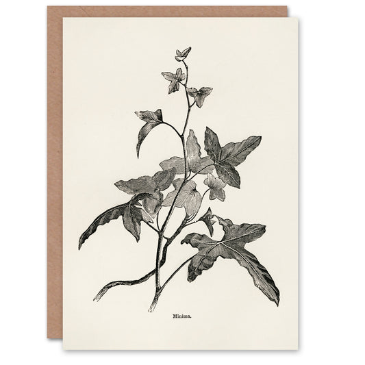 Shirley Hibberd Art Card Vintage Botanical Minima Ivy