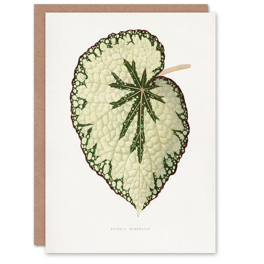 AF Lydon Benjamin Fawcett Begonia Marshall Leaf Art Greeting Card