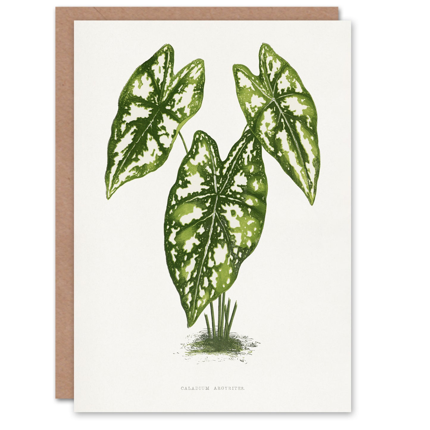 AF Lydon B Fawcett Caladium Humboldtii Leaves Art Greeting Card