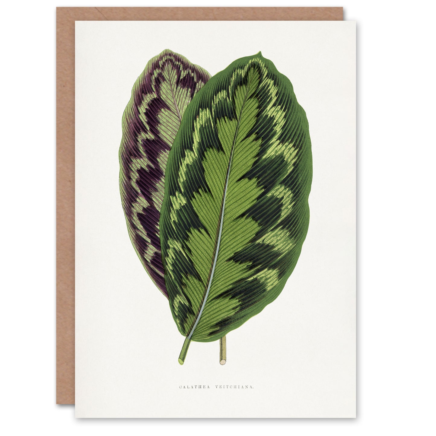 AF Lydon Benjamin Fawcett Calathea Veitchiana Leaf Art Greeting Card