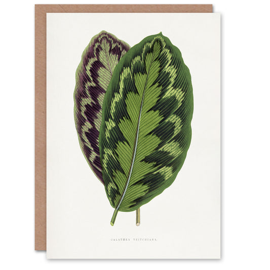 AF Lydon Benjamin Fawcett Calathea Veitchiana Leaf Art Greeting Card