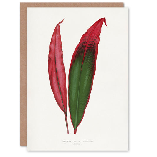AF Lydon Benjamin Fawcett Cordyline Fruticosa Leaf Art Greeting Card
