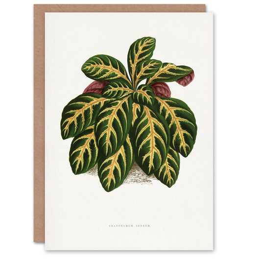 AF Lydon B Fawcett Eranthemum Igneum Golden Vein Plant Art Greeting Card