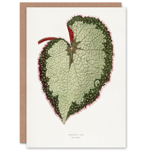 AF Lydon B Fawcett Begonia Rex Grandis Variety Leaf Art Greeting Card