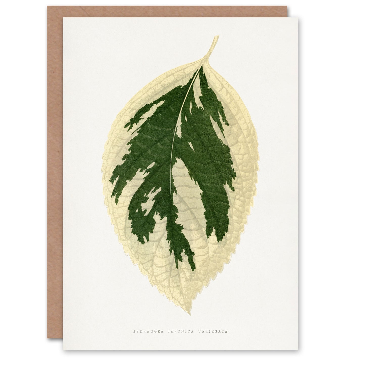AF Lydon B Fawcett Hydrangea Japonica Variegata Leaf Art Greeting Card