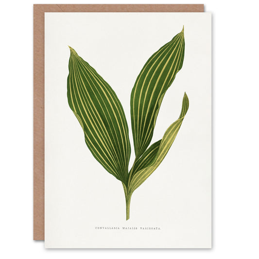 AF Lydon Benjamin Fawcett Lily of the Valley Leaf Art Greeting Card