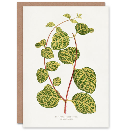 AF Lydon Benjamin Fawcett Lonicera Brachypoda Leaves Art Greeting Card