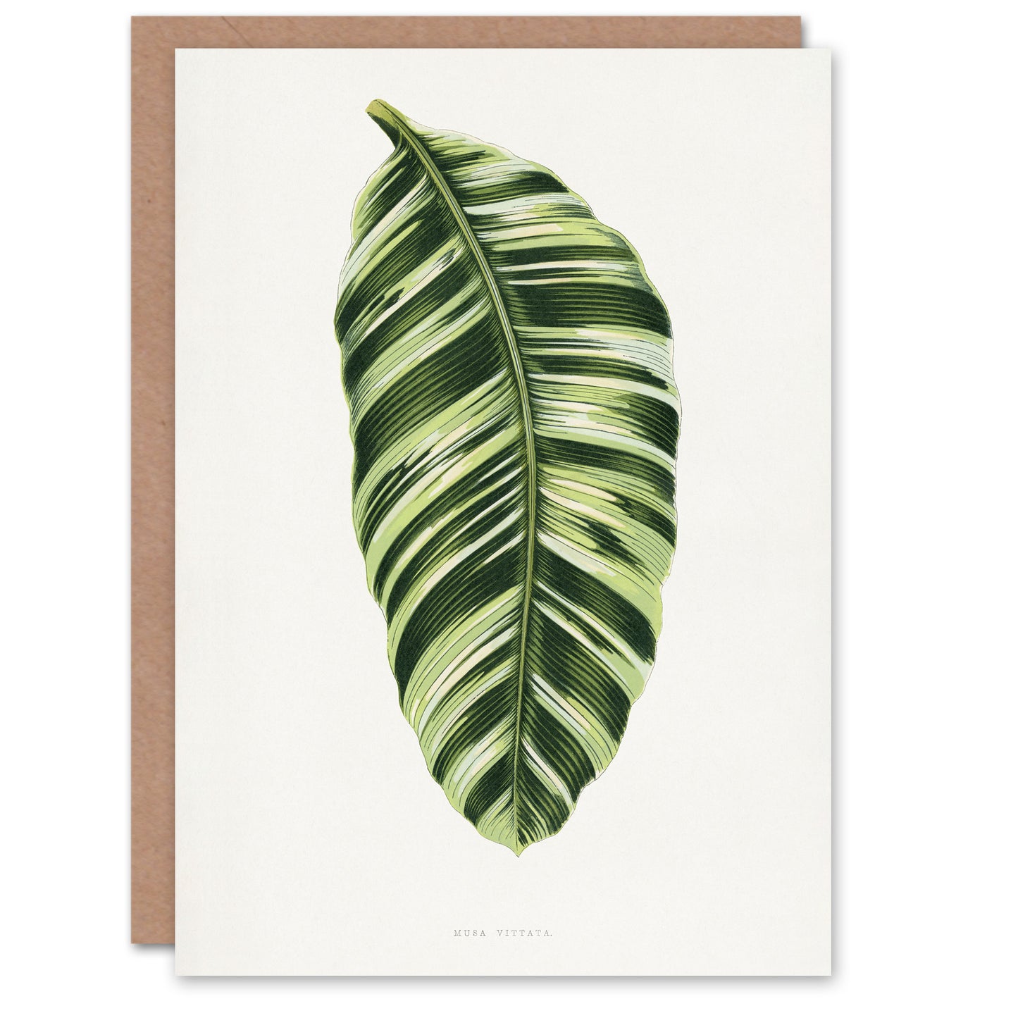AF Lydon Benjamin Fawcett Musa Paradisiaca Vittata Art Greeting Card