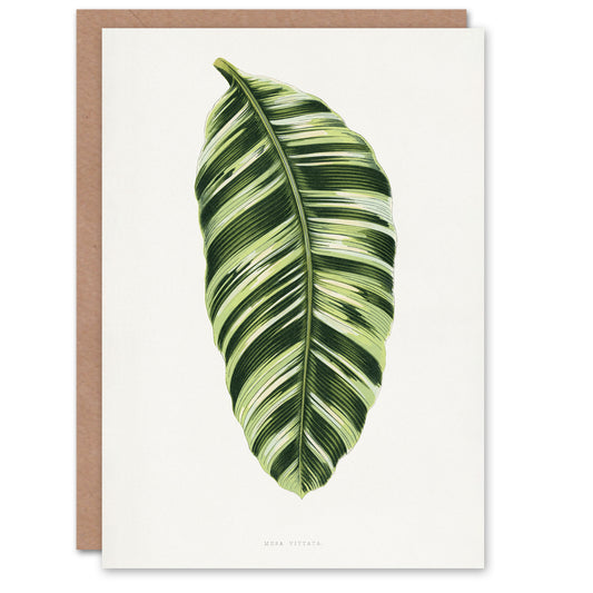 AF Lydon Benjamin Fawcett Musa Paradisiaca Vittata Art Greeting Card