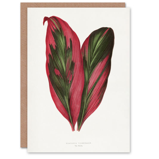 AF Lydon B Fawcett Pink Dracaena Terminalis Leaf Art Greeting Card