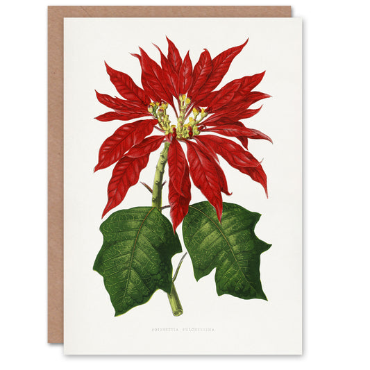 AF Lydon B Fawcett Vintage Poinsettia Illustration Art Greeting Card