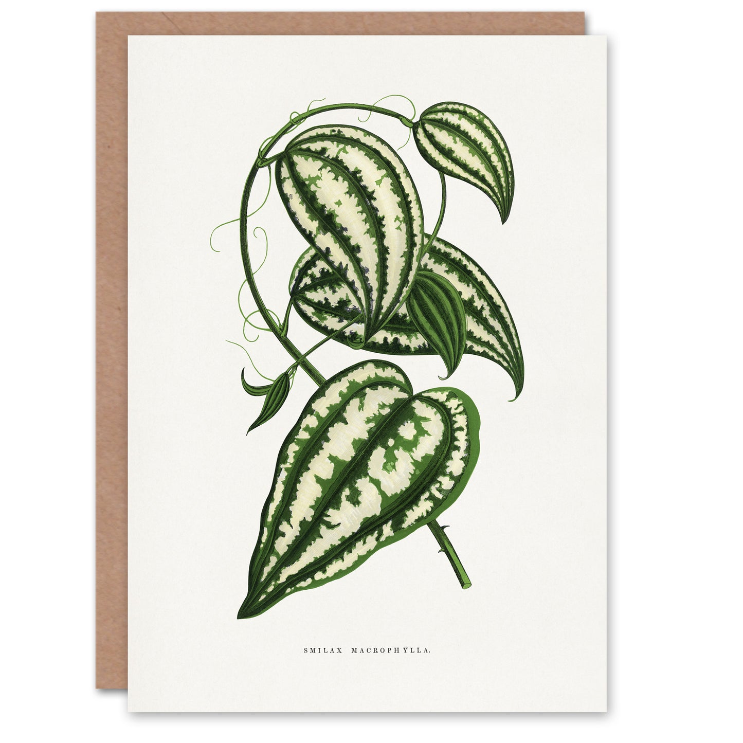 AF Lydon Benjamin Fawcett Smilax Macrophylla Vine Art Greeting Card