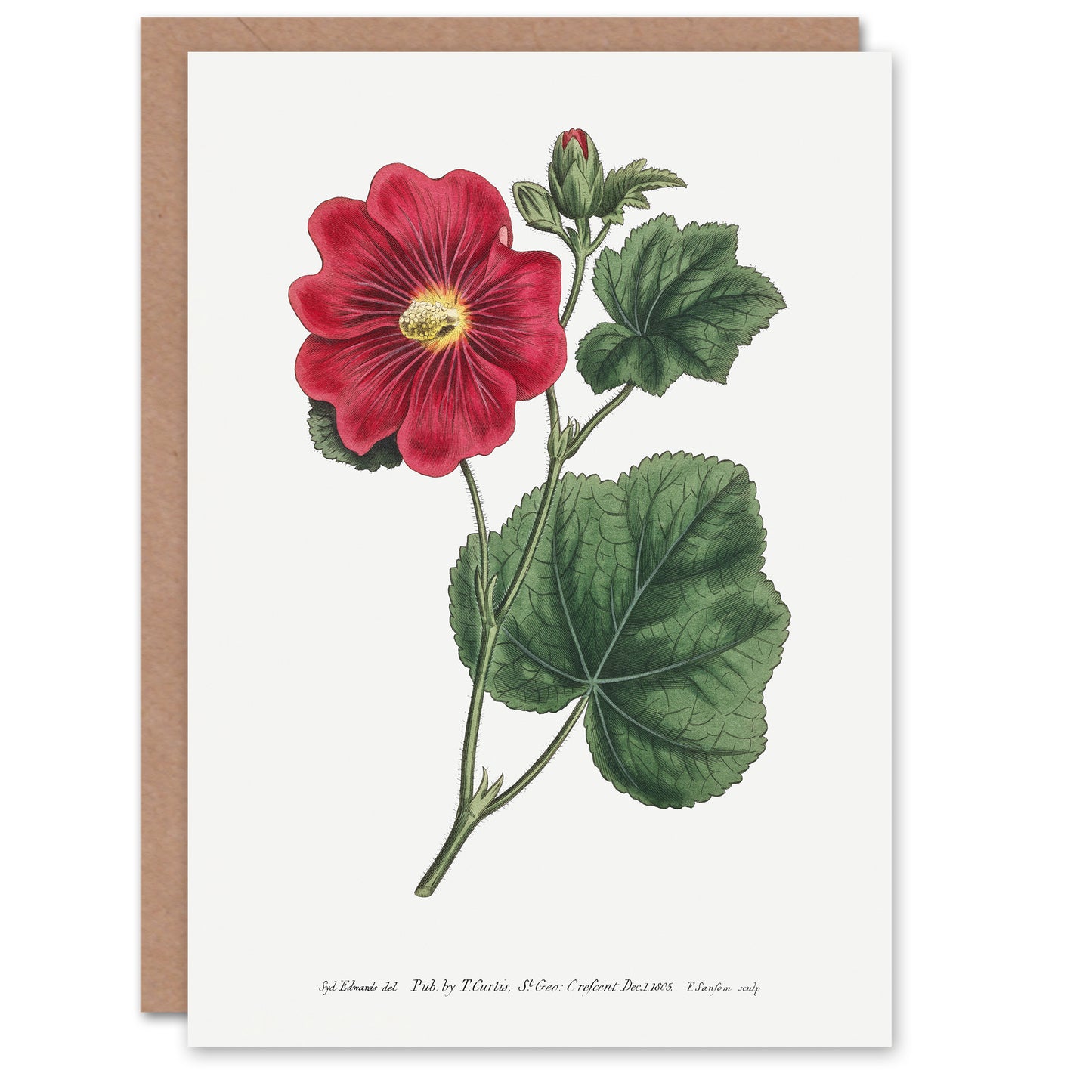Francis Sansom Alcea Rosea Vintage Illustration Art Greeting Card