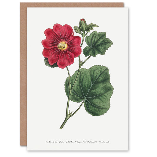 Francis Sansom Alcea Rosea Vintage Illustration Art Greeting Card