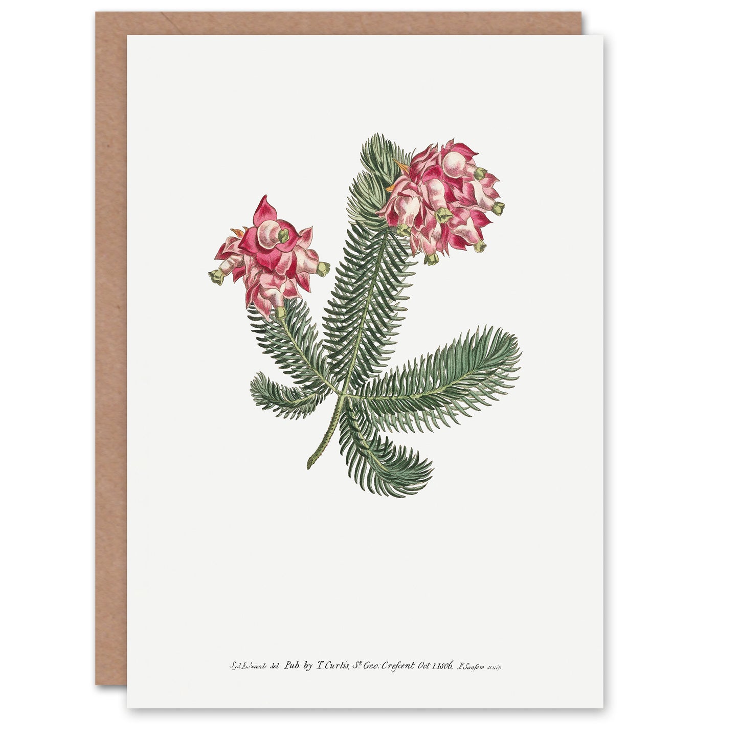 Francis Sansom Erica Glauca Elegans Flower Bloom Art Greeting Card