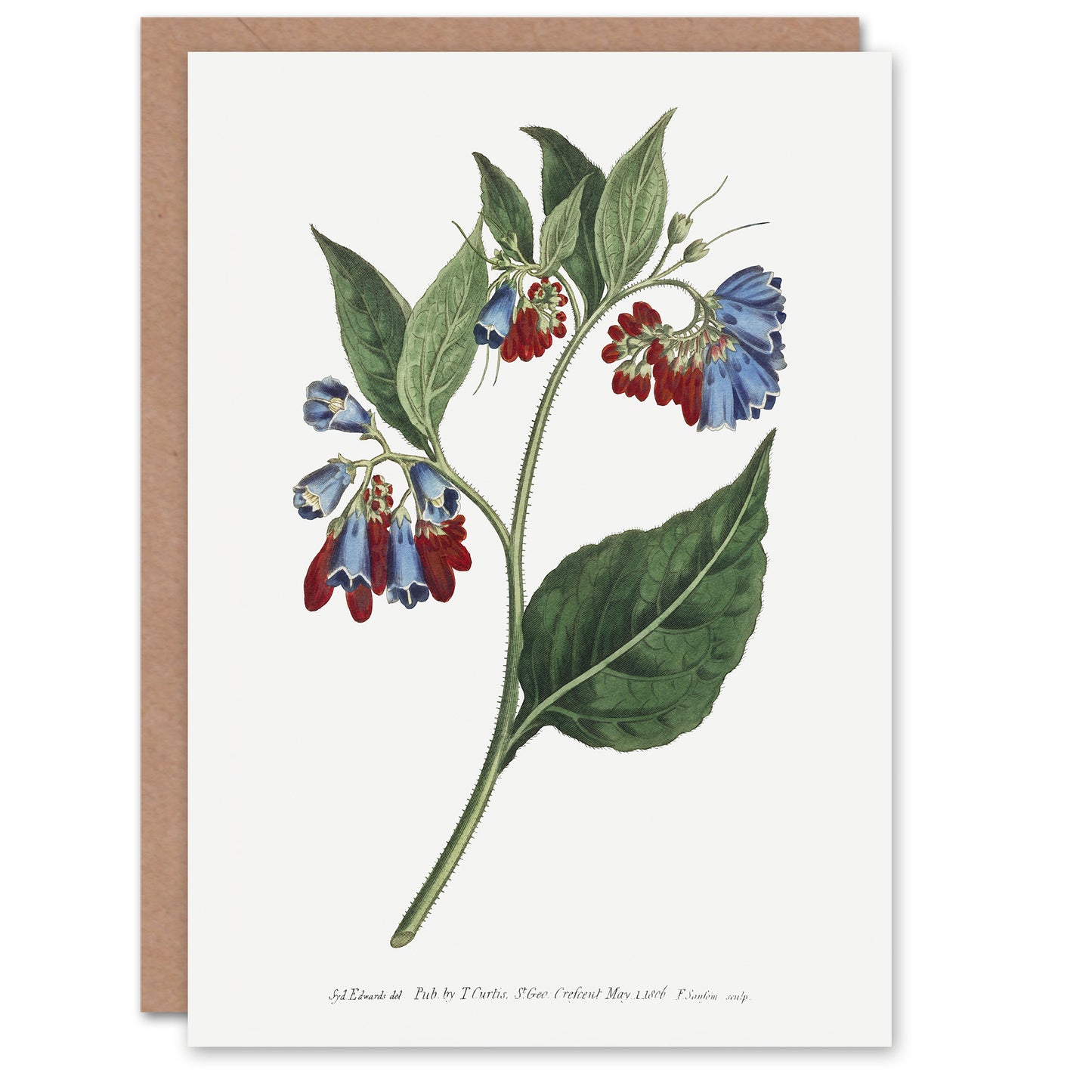 Sansom Vintage Botanical Prickley Comfrey Flowers Art Greeting Card