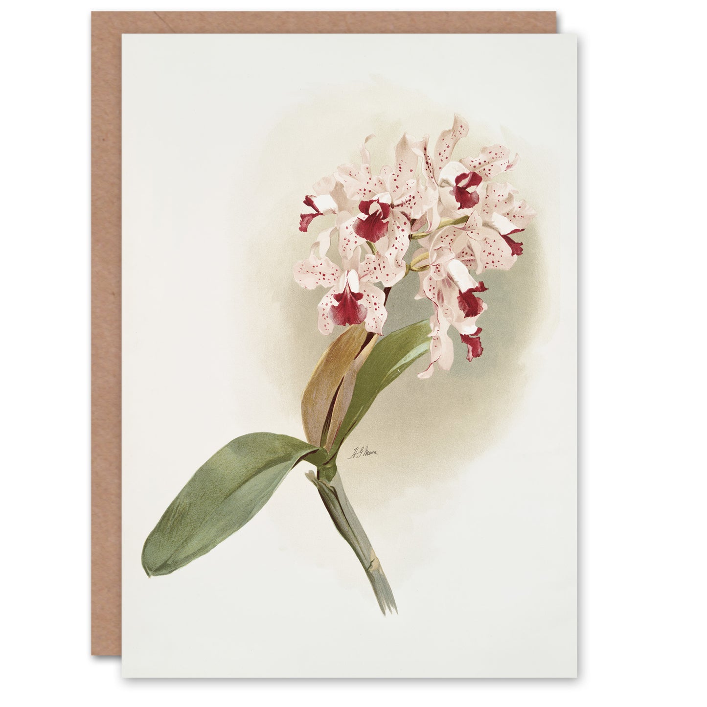Frederick Sander Cattleya Amethystoglossa Orchid Art Greeting Card