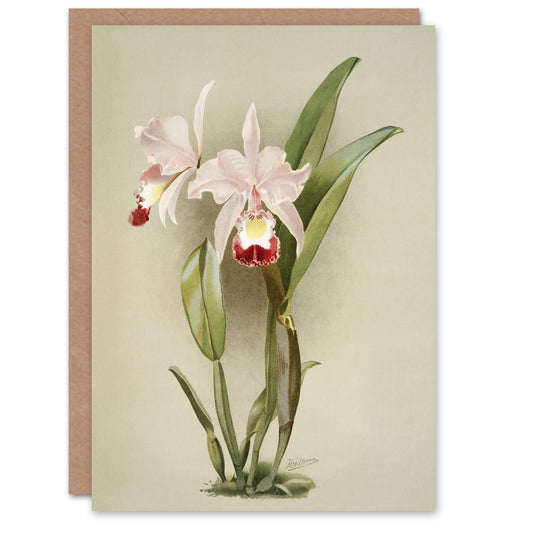 F Sander Cattleya Ballantiniana Orchid Flowers Art Greeting Card