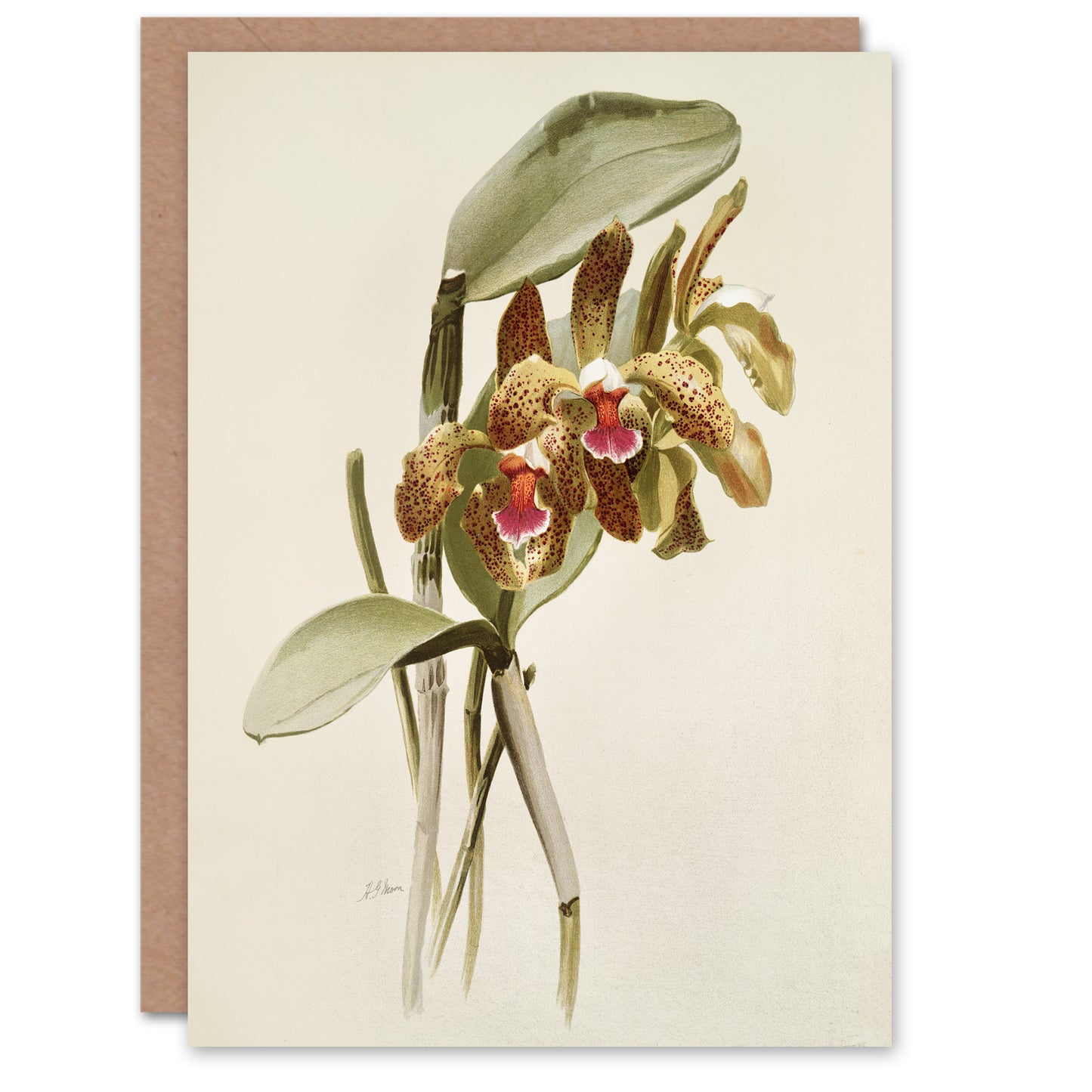 F Sander Cattleya Granulosa Var Schofieldiana Orchid Art Greeting Card