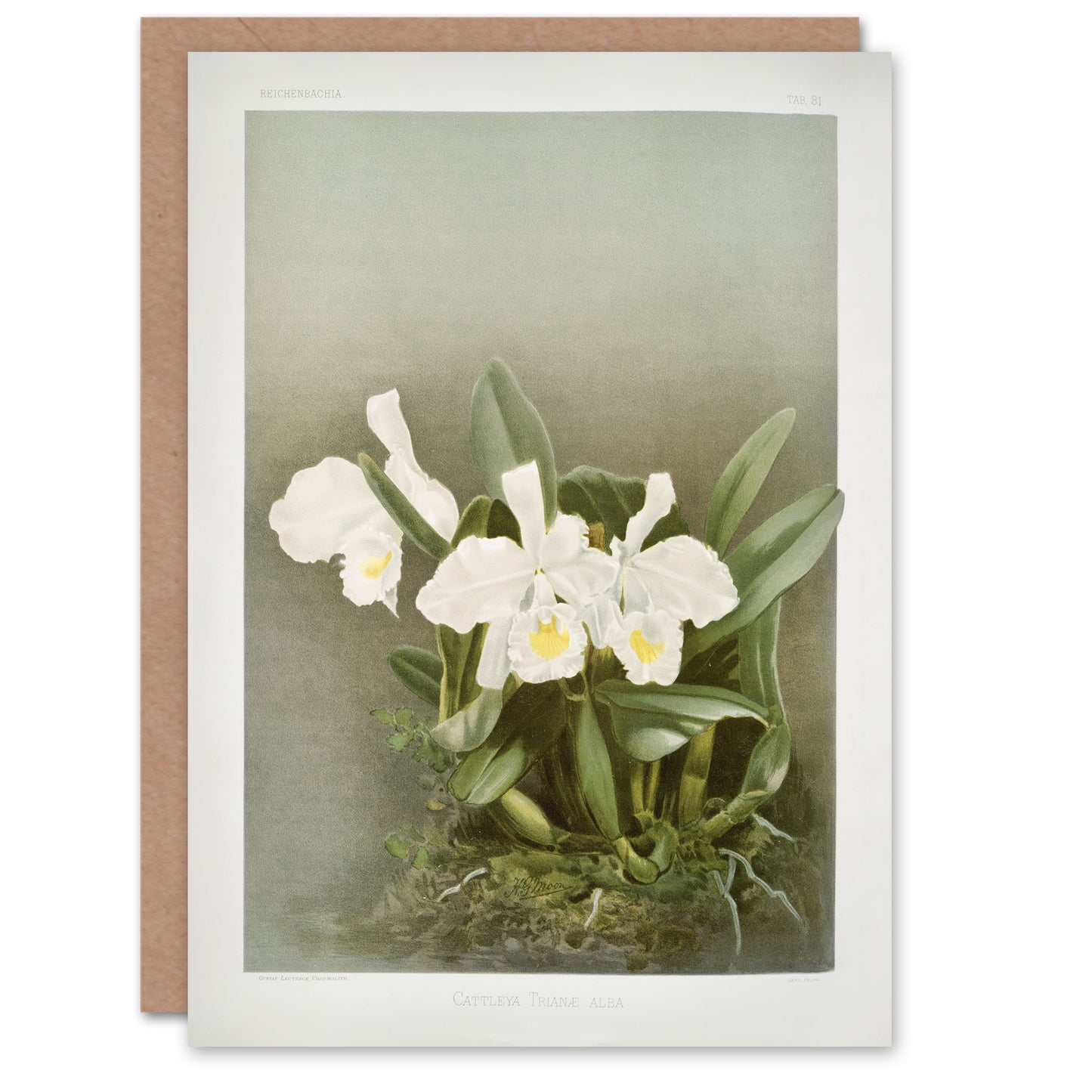 Frederick Sander Cattleya Trianae White Orchid Art Greeting Card