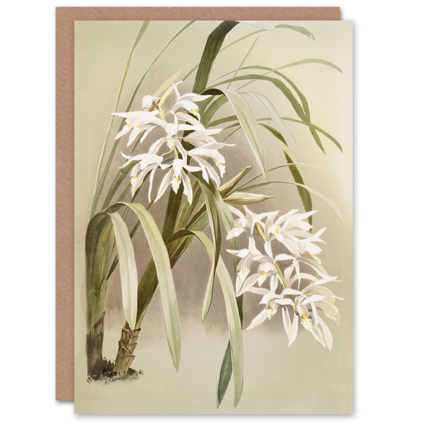 Frederick Sander Cymbidium Mastersi Orchid Flowers Art Greeting Card