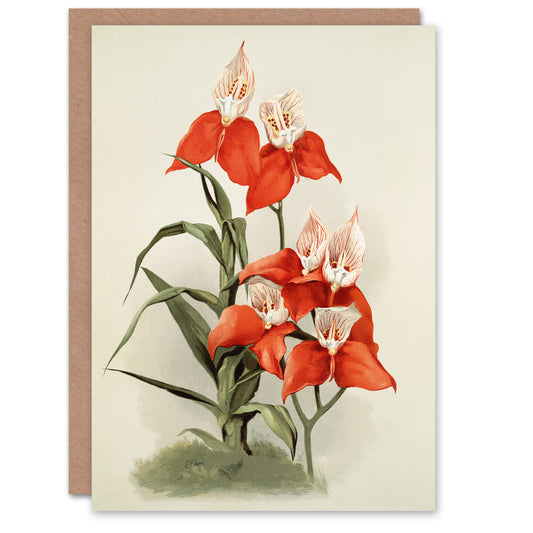 Frederick Sander Disa Grandiflora Orchid Flowers Art Greeting Card