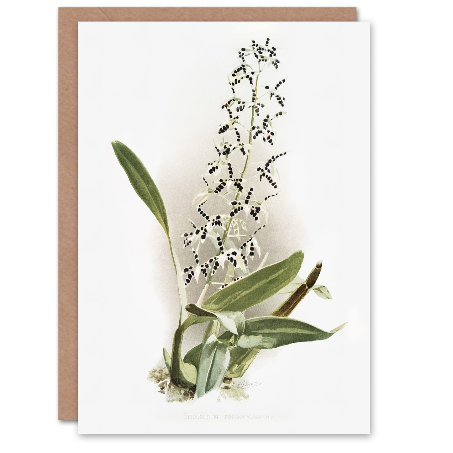 Frederick Sander Epidendrum Prismatocarpum Orchid Art Greeting Card