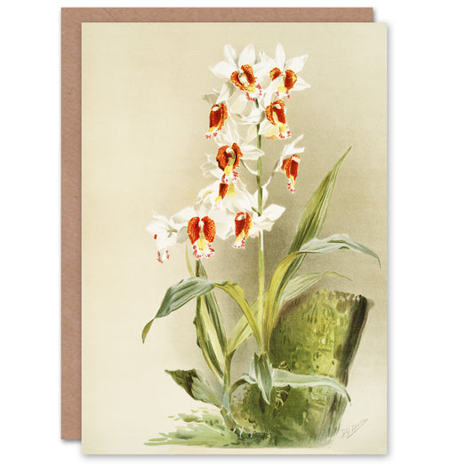 Frederick Sander Madagascar Swamp Orchid Flowers Art Greeting Card