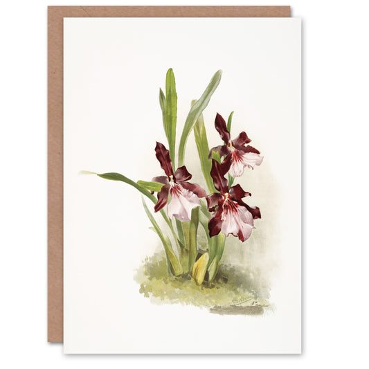 Frederick Sander Miltonia Moreliana Orchid Flowers Art Greeting Card
