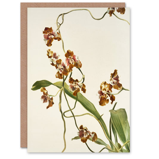 Frederick Sander Oncidium Superbiens Orchid Flowers Art Greeting Card