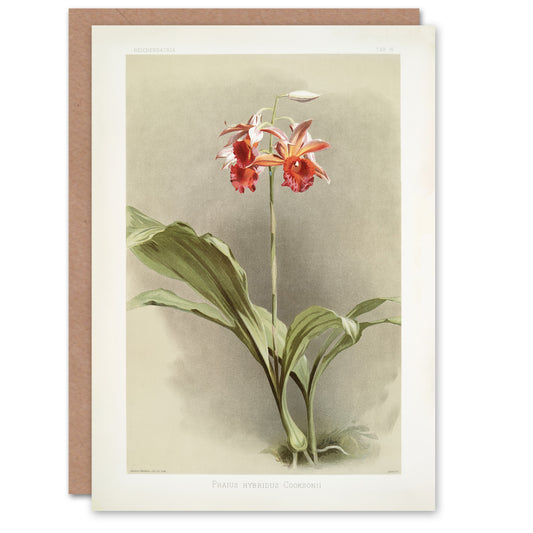 F Sander Phaius Hybridus Cooksonii Orchid Flowers Art Greeting Card