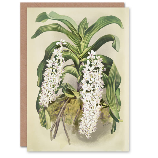 F Sander Saccolabium Giganteum Orchid Flowers Art Greeting Card