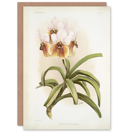 Frederick Sander Vanda Sanderiana Orchid Flowers Art Greeting Card