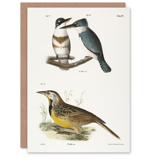 James De Kay Belted Kingfisher and Meadow Lark Art Greeting Card