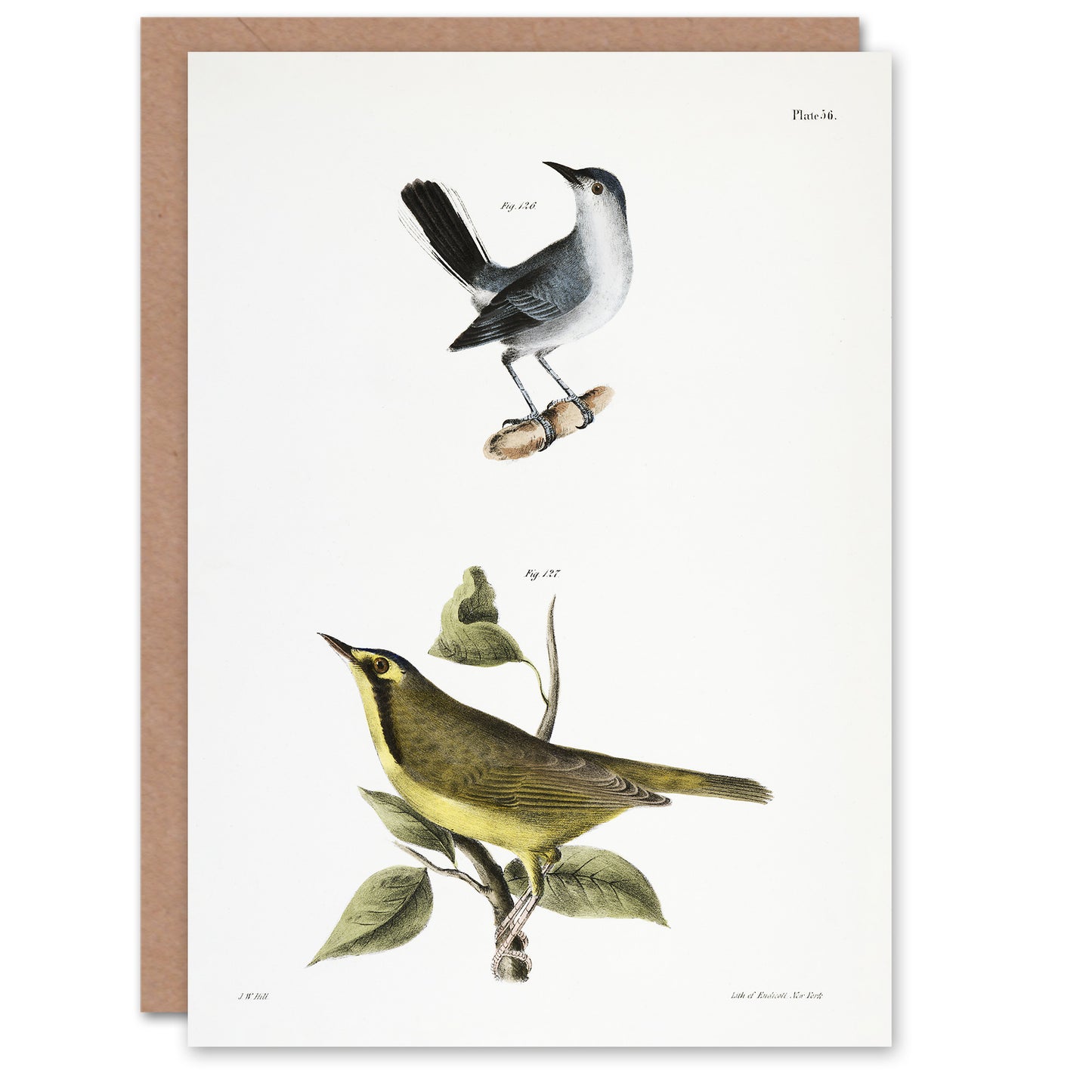 James De Kay Gnatcatcher and Kentucky Warbler Art Greeting Card
