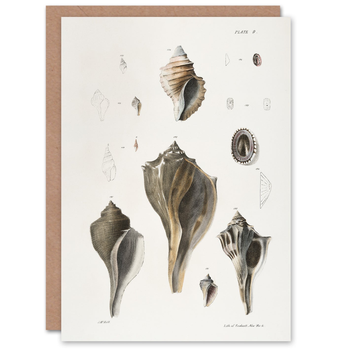 James De Kay Types of Seashells Pencil Drawing Art Greeting Card