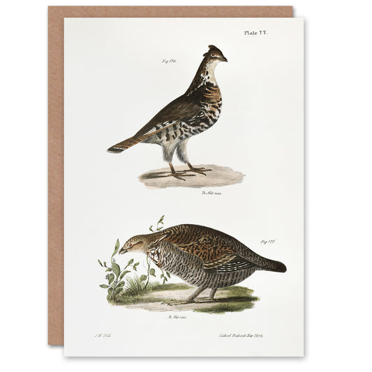 James De Kay Partridge and Pinnated Grouse Art Greeting Card