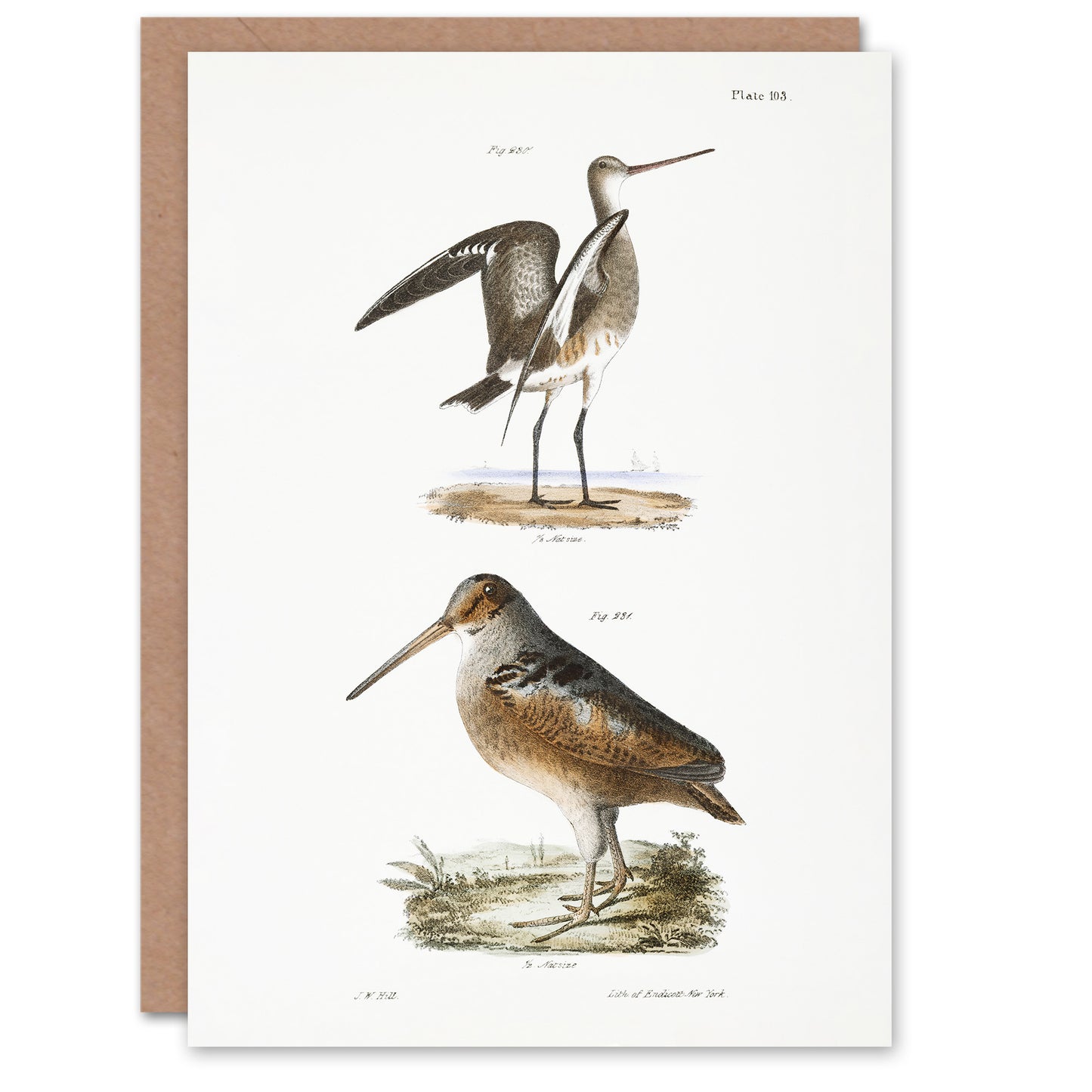 James De Kay Ring Tailed Marlin and American Woodcock Art Greeting Card