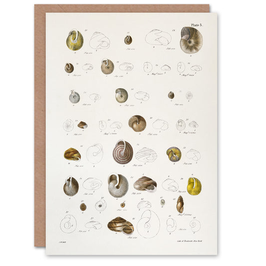 James De Kay Seashells Study Illustration Art Greeting Card