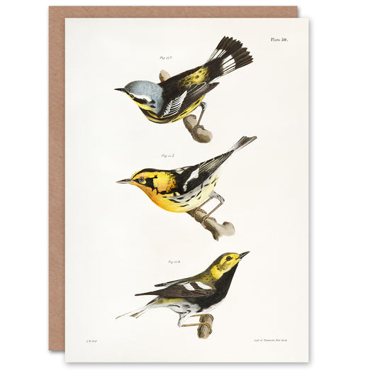 James Ellsworth De Kay Trio of Warbler Birds Art Greeting Card