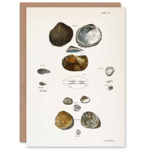 James Ellsworth De Kay Various Types of Seashells Art Greeting Card