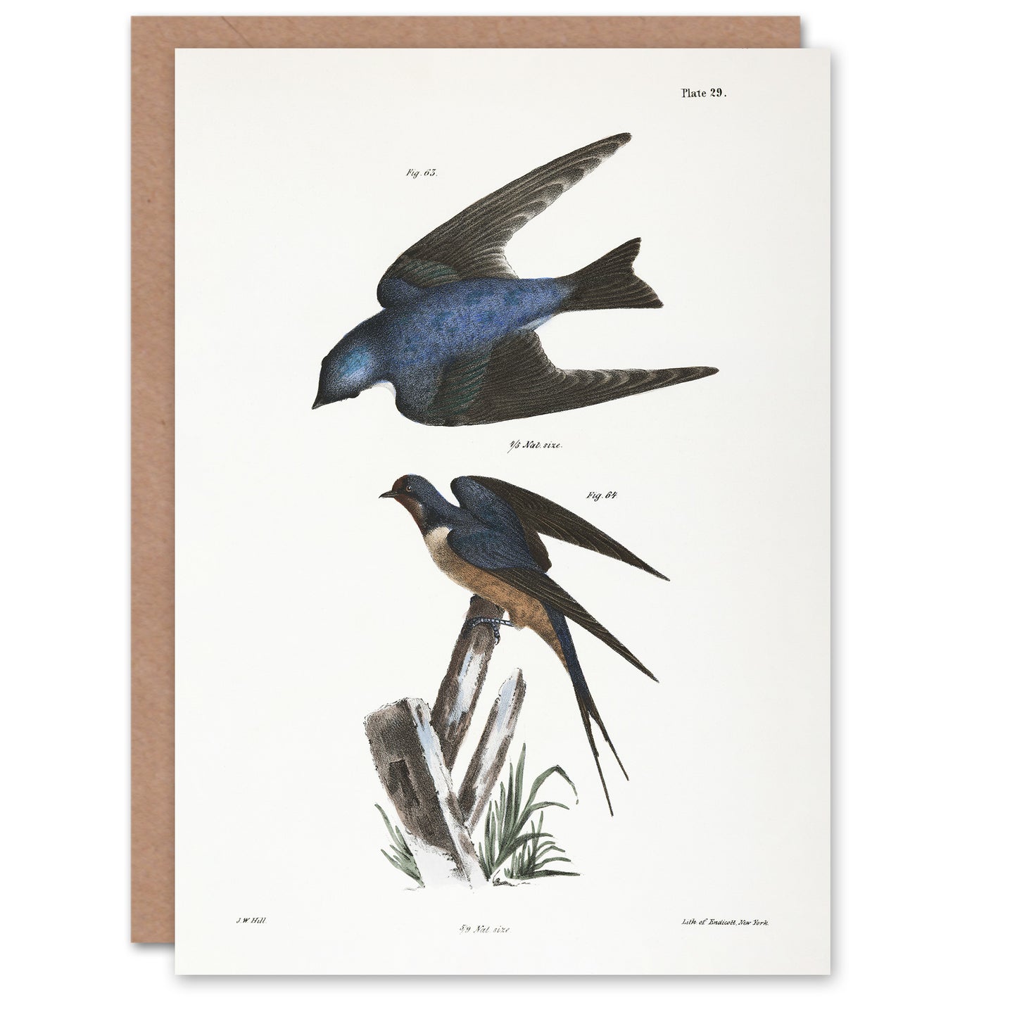 James De Kay White Bellied and Barn Swallow Art Greeting Card