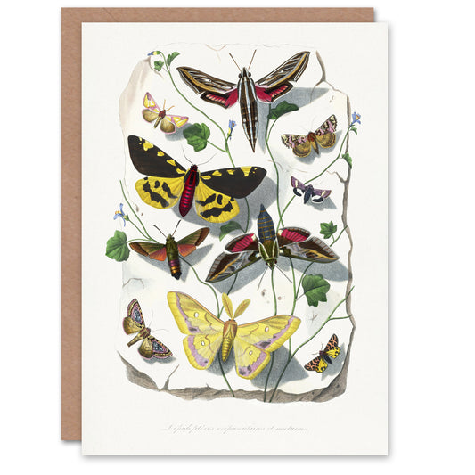 Paul Gervais Butterflies Moths Vintage Illustration Art Greeting Card
