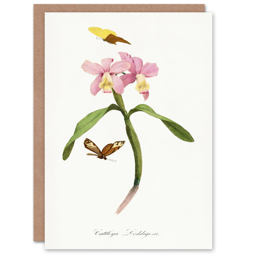 Paul Gervais Cattleya Orchids And Butterflies Art Greeting Card