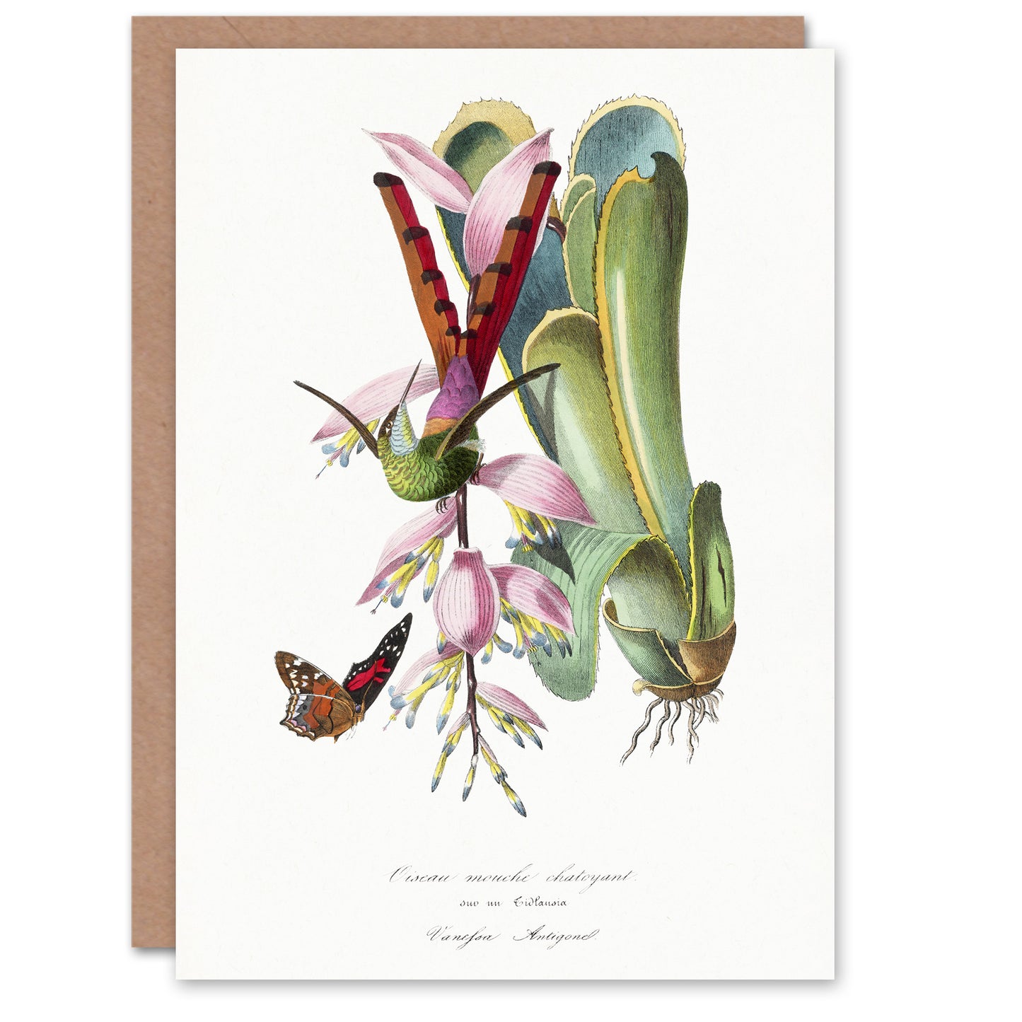 Paul Gervais Hummingbird Butterfly and Flower Art Greeting Card