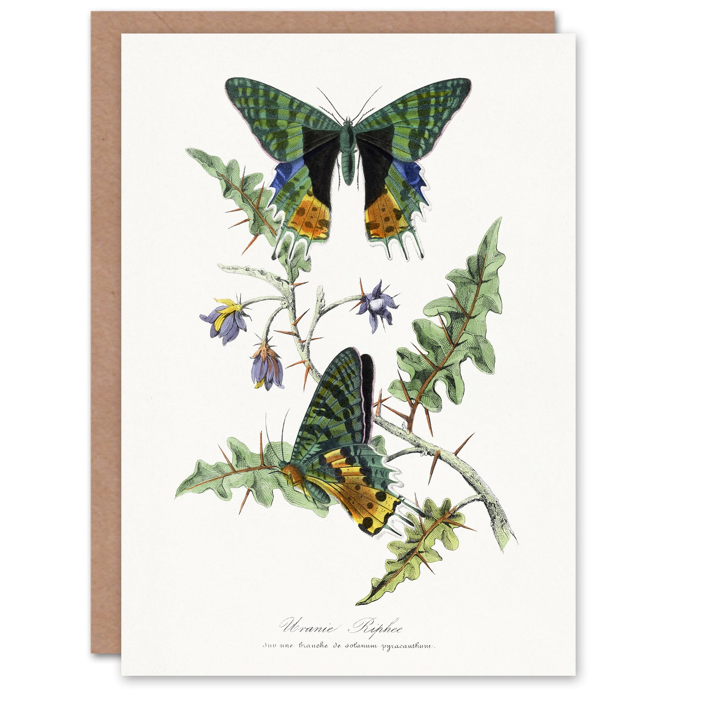 Paul Gervais Madagascan Sunset Moth and Flowers Art Greeting Card