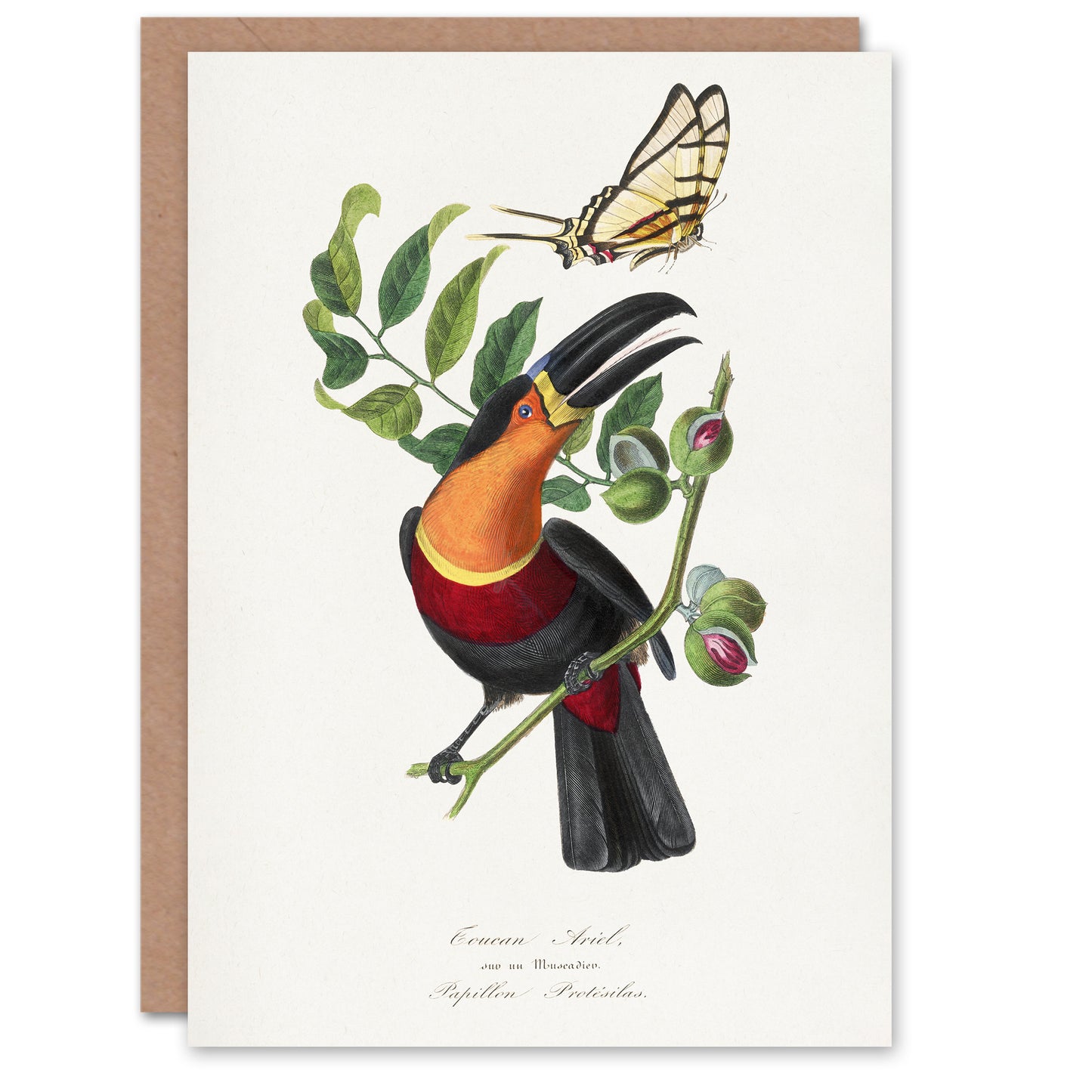 Paul Gervais Toucan and Butterfly Vintage Illustration Art Greeting Card