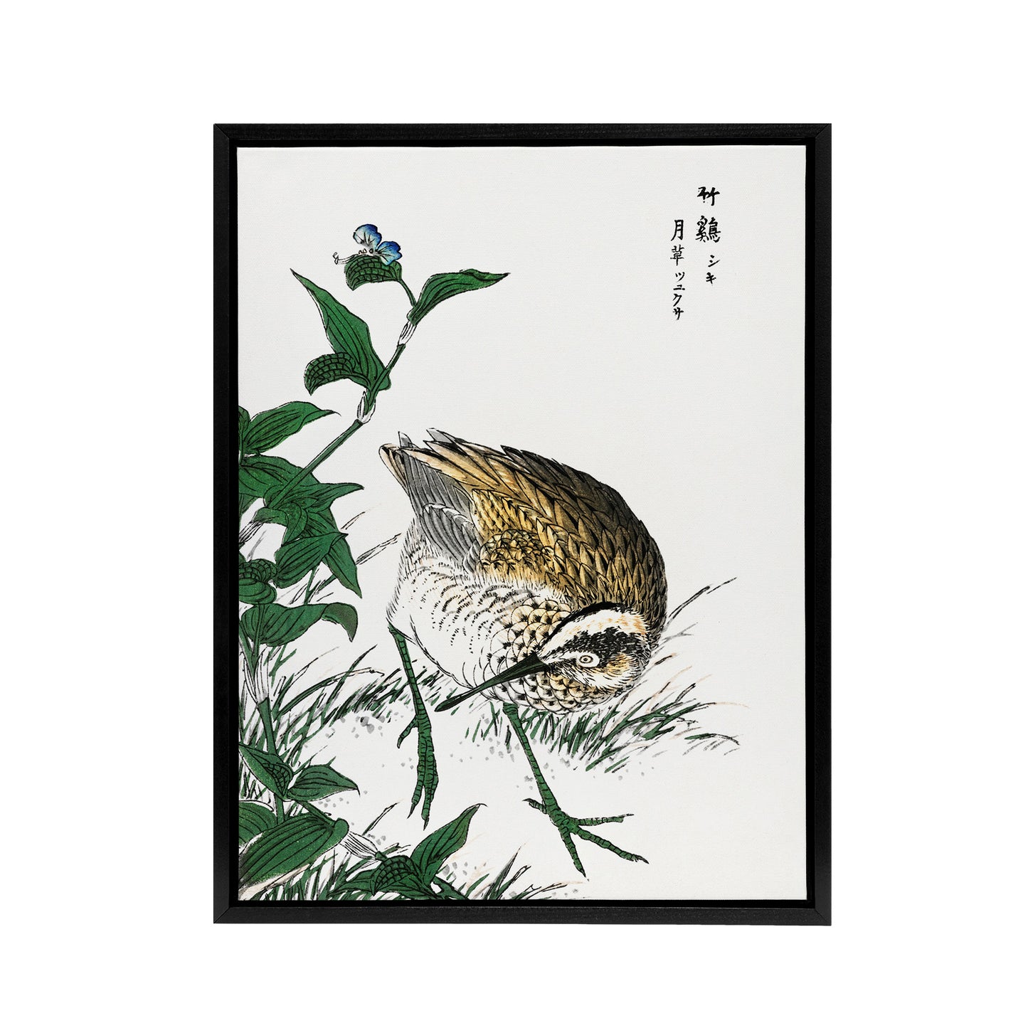 Greenshank and Bupleurum Japanese Framed Canvas Wall Art Print Kashu