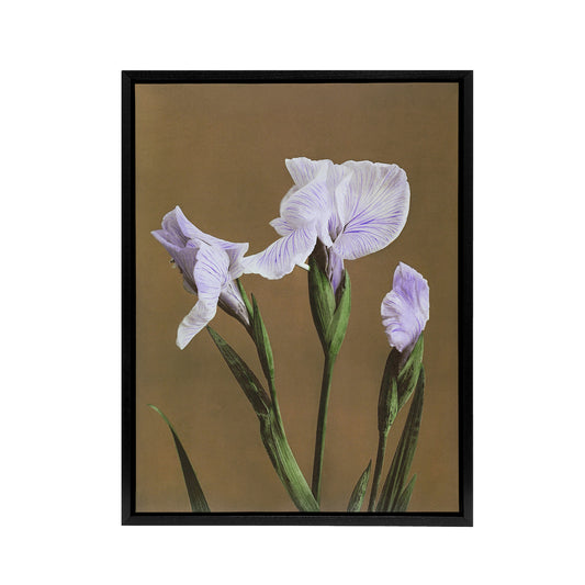 Japanese Water Iris Flowers Framed Canvas Wall Art Print Ogawa Kazumasa