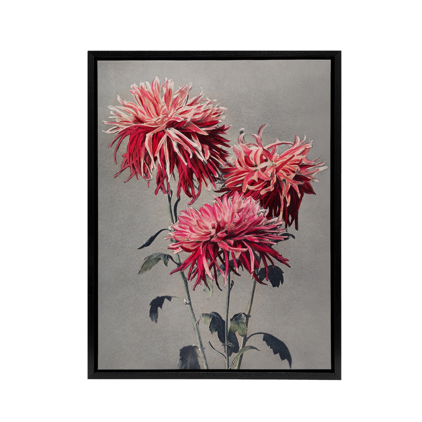 Pink Chrysanthemum Flowers Framed Canvas Wall Art Print Ogawa Kazumasa